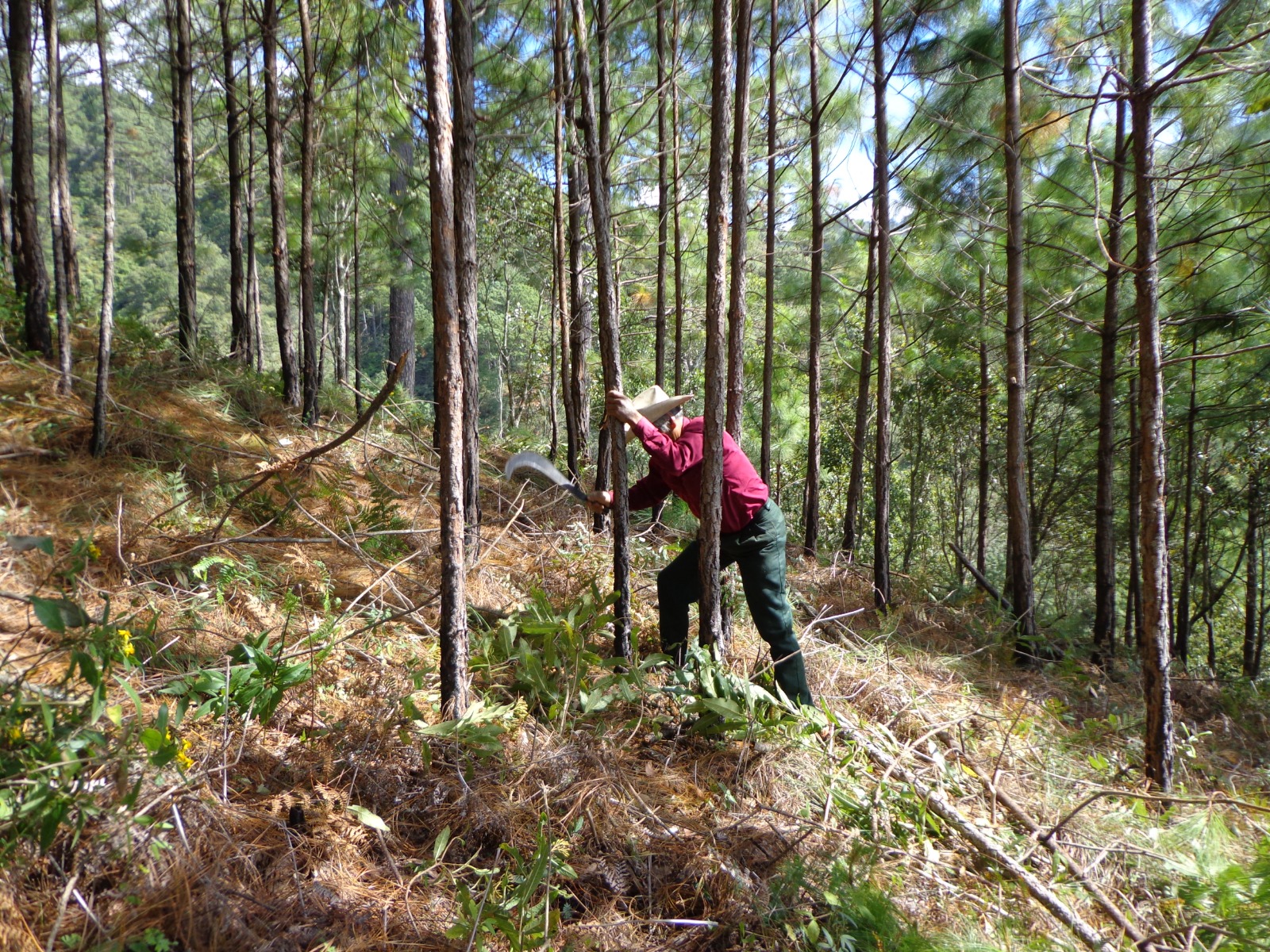 Servicios Técnicos Forestales