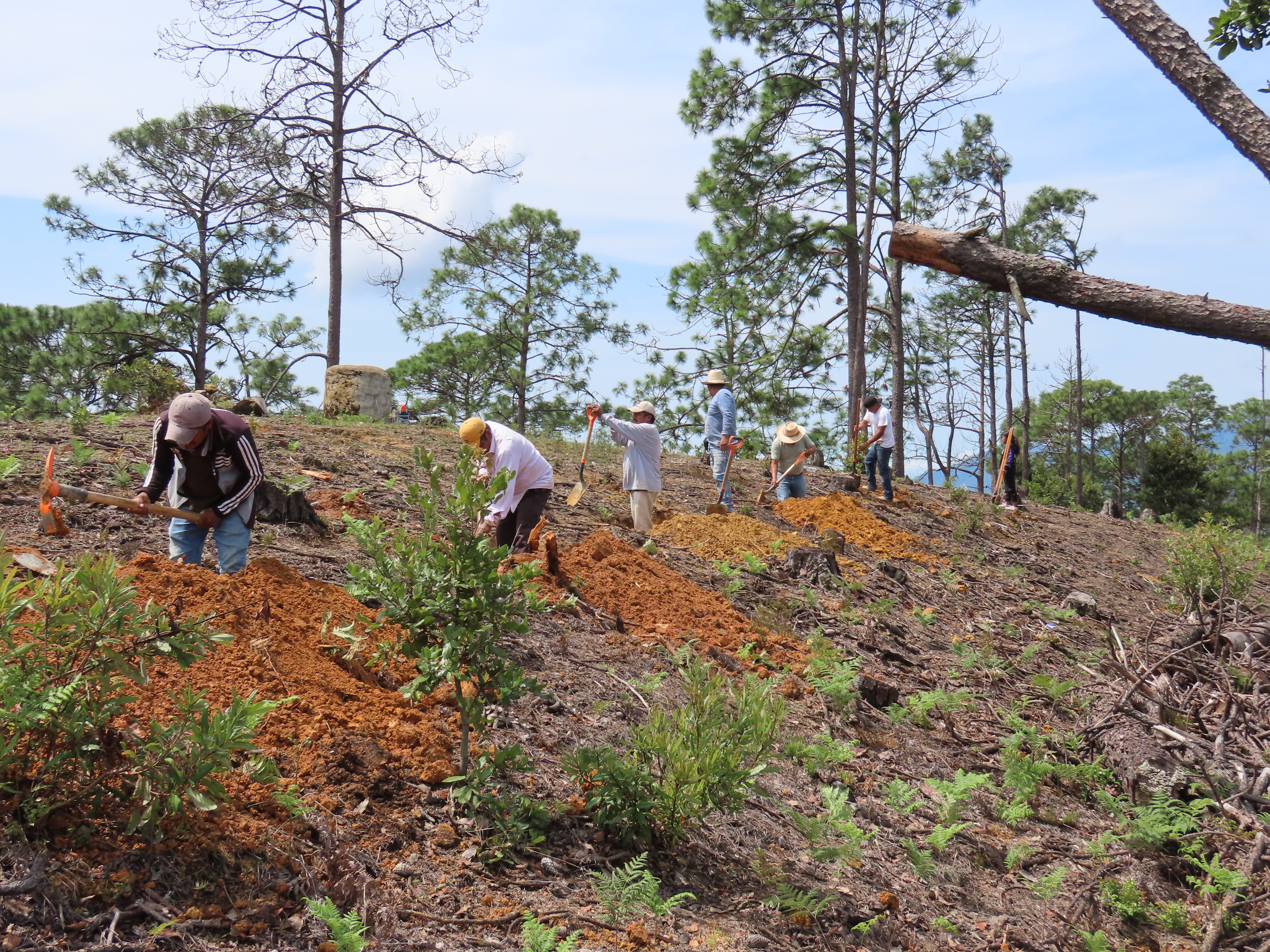 Servicios Técnicos Forestales