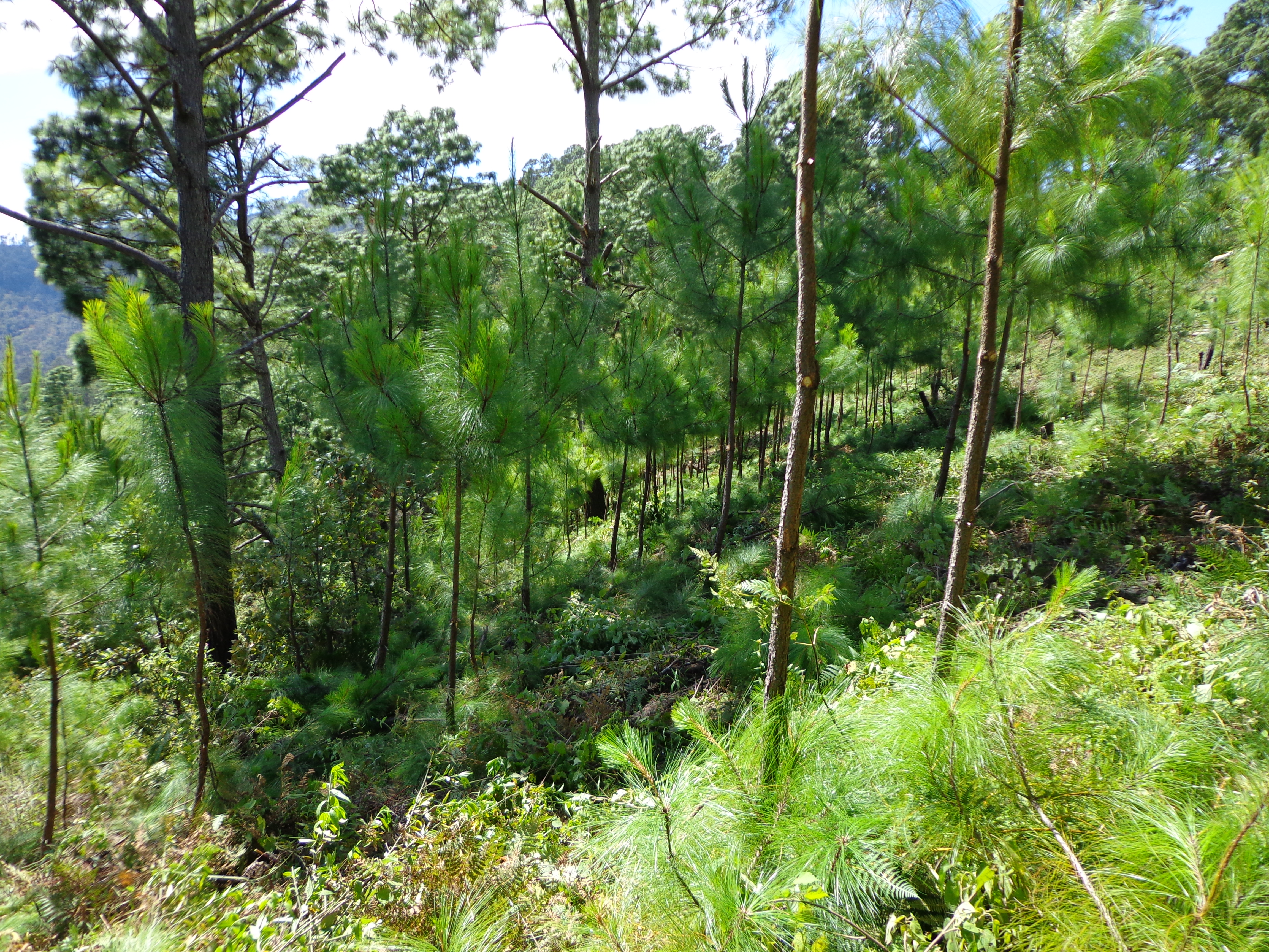 Servicios Técnicos Forestales