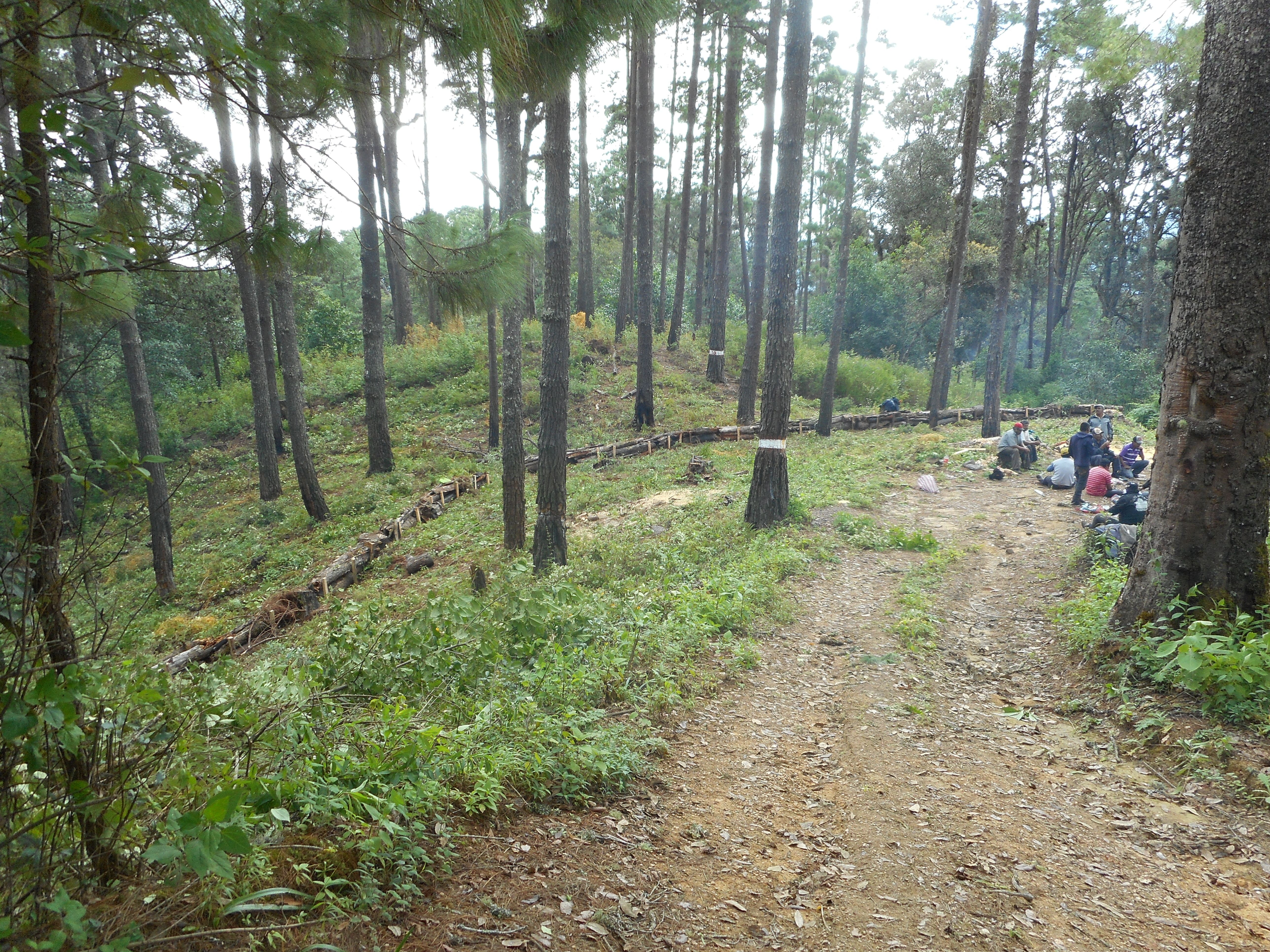 Servicios Técnicos Forestales