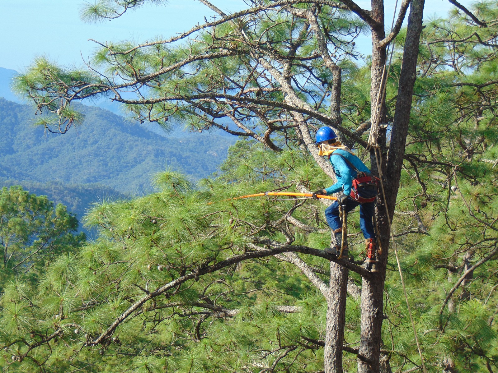 Servicios Técnicos Forestales