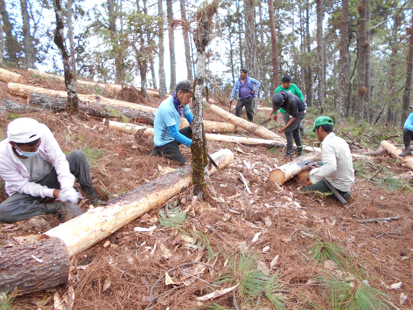 Servicios Técnicos Forestales
