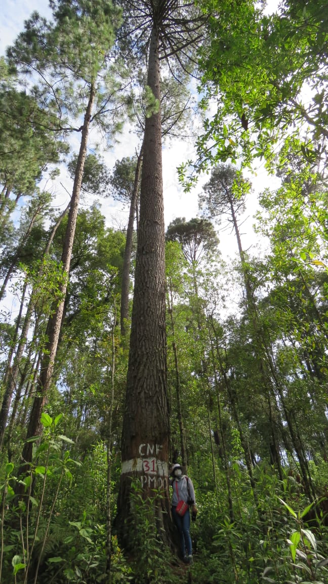 Servicios Técnicos Forestales